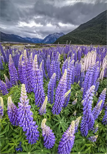 Purple lupins with pink tips -Lupinus- at Arthurs Pass National Park, vast valley at back, South Island, New Zealand, Oceania