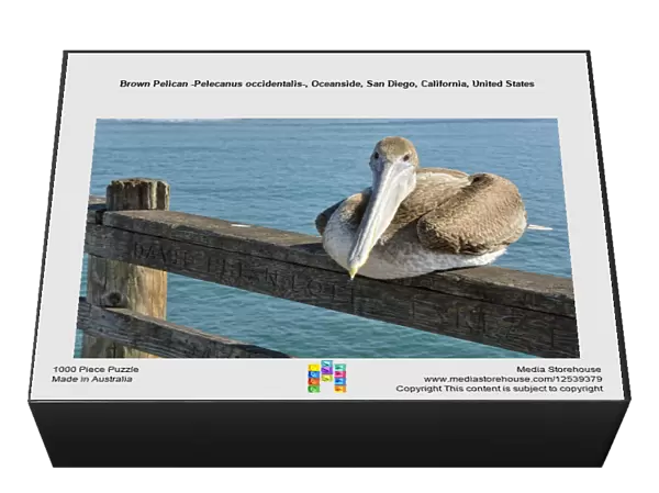 Brown Pelican -Pelecanus occidentalis-, Oceanside, San Diego, California, United States