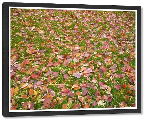Fallen autumn leaves on a green grass lawn, Montreal, Quebec, Canada