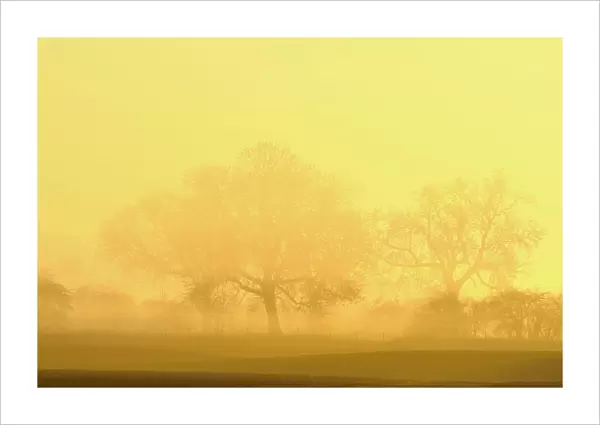 Trees in fog at sunrise, Rheinberg, Lower Rhine region, North Rhine-Westphalia, Germany