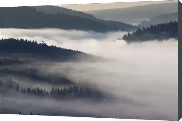 Fog in the Black Forest above Schluchsee Lake, Breisgau in the Black Forest, Baden-Wuerttemberg, Germany, Europe