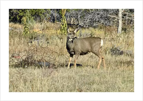 Mule Deer -Odocoileus hemionus-, Cedaredge, Colorado, USA