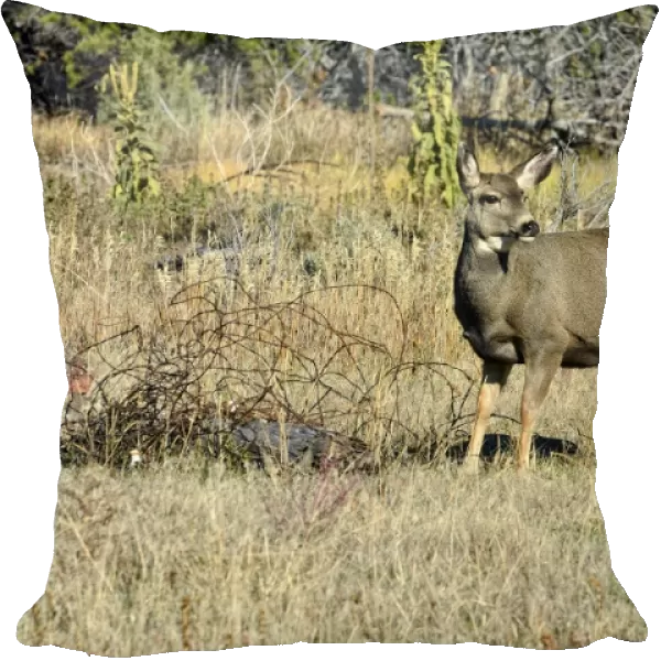 Mule Deer -Odocoileus hemionus-, Cedaredge, Colorado, USA