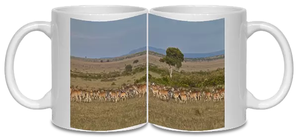 Herd of Eland Antilopes -Taurotragus oryx-, Zebra -Equus quagga- and Blue Wildebeest -Connochaetes taurinus-, Masai Mara National Reserve, Kenya, East Africa, Africa, PublicGround