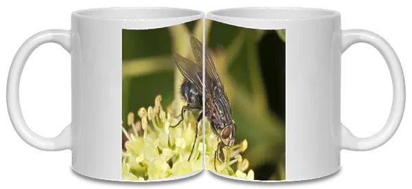 Blowfly -Calliphora sp. -, on an ivy flower, Untergroeningen, Baden-Wuerttemberg, Germany, Europe