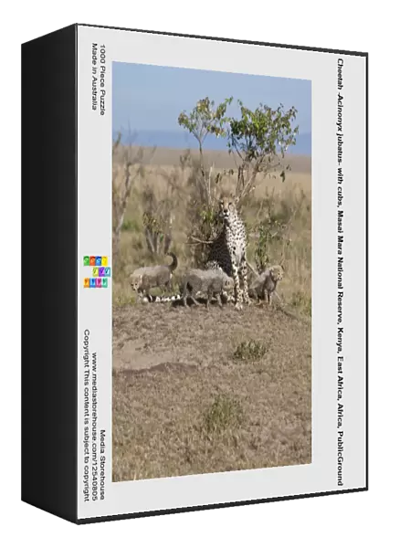 Cheetah -Acinonyx jubatus- with cubs, Masai Mara National Reserve, Kenya, East Africa, Africa, PublicGround