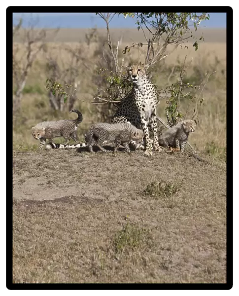 Cheetah -Acinonyx jubatus- with cubs, Masai Mara National Reserve, Kenya, East Africa, Africa, PublicGround