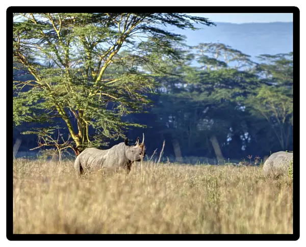 Black rhinoceros -Diceros bicornis-, Lake Nakuru National Park, Kenya, East Africa, Africa, PublicGround