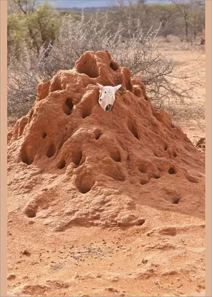 Termite mound with an animal skull, Samburu National Reserve, Kenya, East Africa, PublicGround