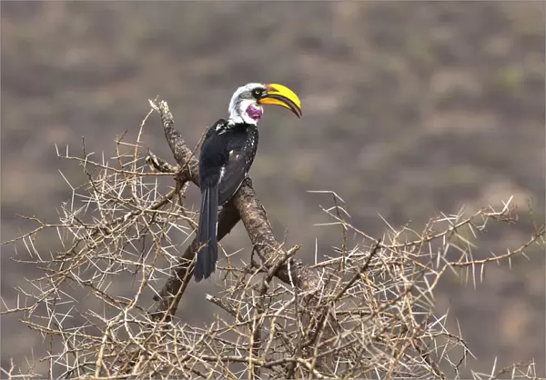Eastern Yellow-billed Hornbill -Tockus flavirostris-, Samburu National Reserve, Kenya, East Africa, PublicGround