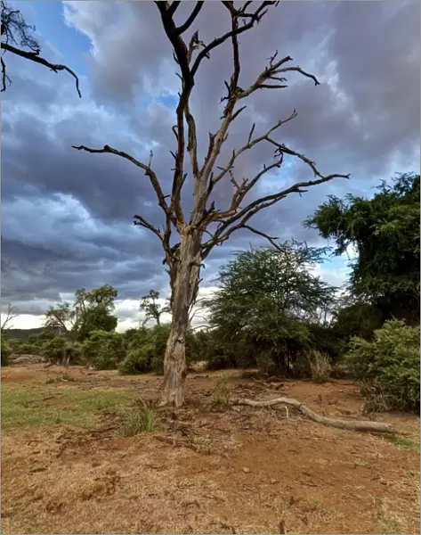 Dead tree in the Samburu National Reserve, typical landscape on the Ewaso Ng iro river, Kenya, East Africa, PublicGround