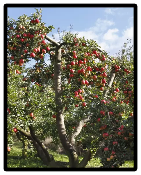 Ripe apples on an apple tree, Oberschwarzach, Steigerwald, Lower Franconia, Bavaria, Germany