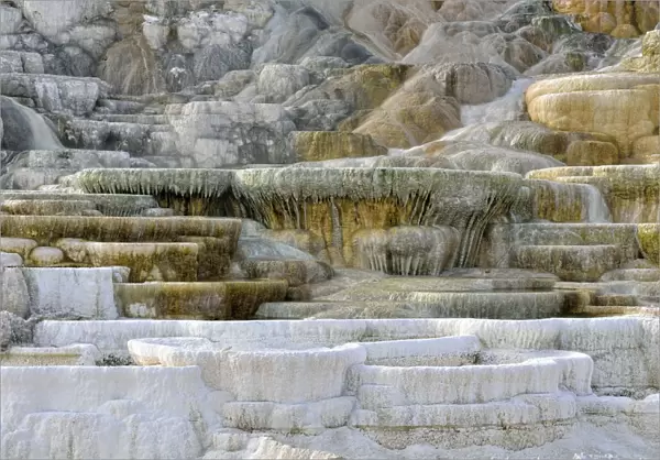 Living Color sinter terraces, coloured by thermophilic bacteria, Lower Terraces Area, Mammoth Hot Springs, Yellowstone National Park, Wyoming, USA