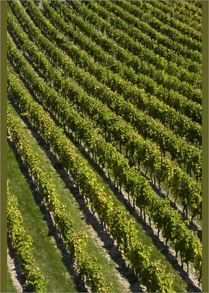 Vineyard, near Ruedesheim, Rheingau, Hesse, Germany, Europe