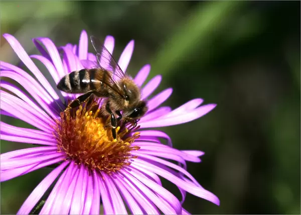 Honey Bee -Apis mellifera- on an Alpine aster -Aster alpinus-