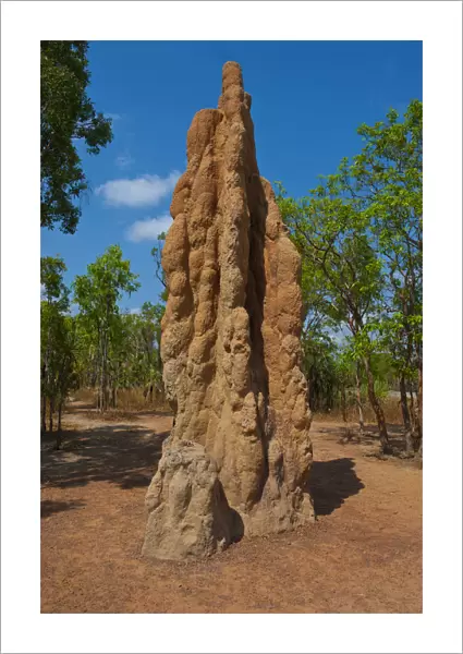 Termite mound in the Litchfield National Park, Northern Territories, Australia