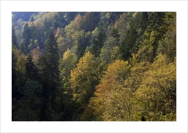 Autumnal forest near the Scheidegger waterfalls, Allgaeu, Bavaria, Germany, Europe