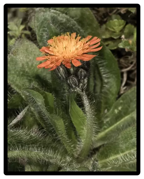 Fox-and-cubs, Orange Hawkweed, Tawny Hawkweed or Devils Paintbrush -Hieracium aurantiacum-, single flower, Untergroeningen, Baden-Wuerttemberg, Germany, Europe