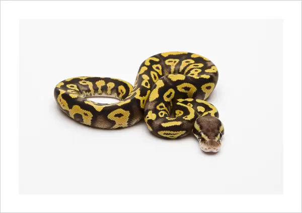 Pastel Phantom Yellow Belly Ball Python or Royal Python -Python regius-, male