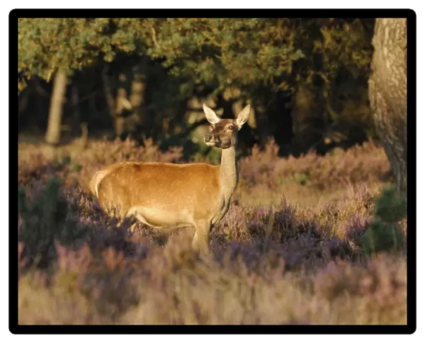 Red Deer -Cervus elaphus-, hind, watching for potential danger, in the evening light with heather, Hoge Veluwe, The Netherlands