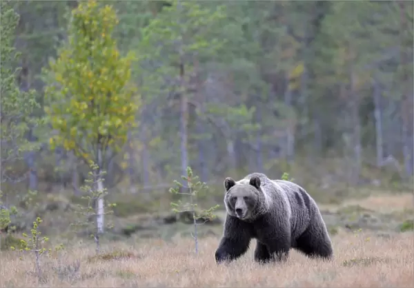 Brown Bear -Ursus arctos- in the autumnally coloured taiga or boreal forest, border area to Russia, Kuhmo, Karelia, Finland