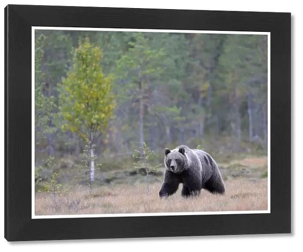 Brown Bear -Ursus arctos- in the autumnally coloured taiga or boreal forest, border area to Russia, Kuhmo, Karelia, Finland