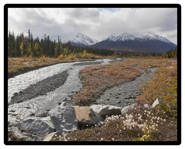 Cotton grass at Quill Creek, autumn, fall colours, Indian Summer, St. Elias Mountains, Kluane Range behind, Kluane National Park and Reserve, Yukon Territory, Canada