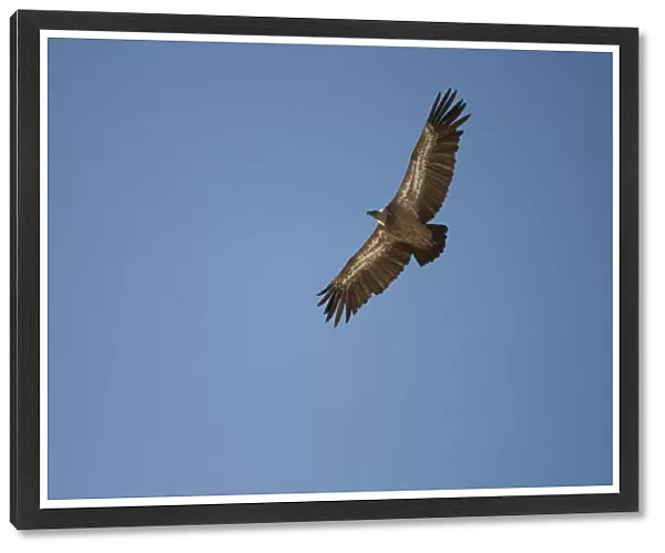 Griffon Vulture -Gyps fulvus- in flight, Oglanly, Balkan, Turkmenistan