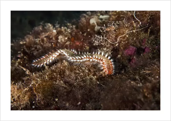 Bearded Fireworm -Hermodice carunculata-, near Santa Maria, Azores, Atlantic Ocean, Portugal