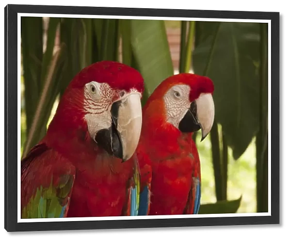 Macaws -Ara-, pair, captive, Bali, Indonesia