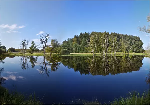 Reflection of trees in swamp, Starnberg Lake, Upper Bavaria, Bavaria, Germany
