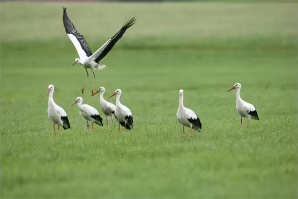 White Storks -Ciconia ciconia-, Allgaeu, Bavaria, Germany, Europe