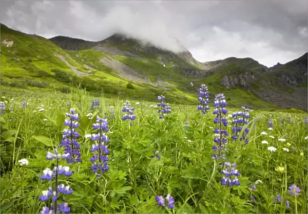 Wildflower meadow in the Talkeetna Mountains, Alaska, USA, North America