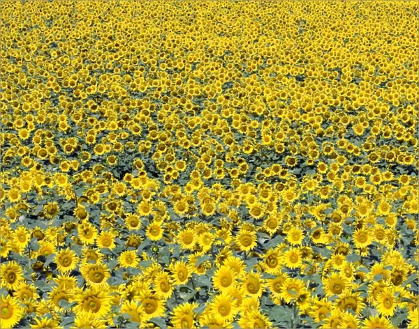 Sunflower field, Common sunflowers -Helianthus annuus-
