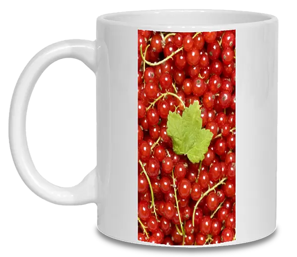 Red Currants -Ribes rubrum- with a leaf