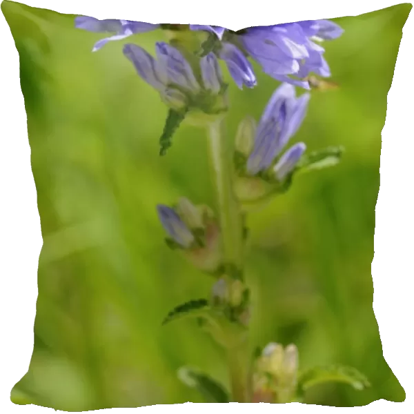 Bristly Bellflower -Campanula cervicaria-, Switzerland, Europe