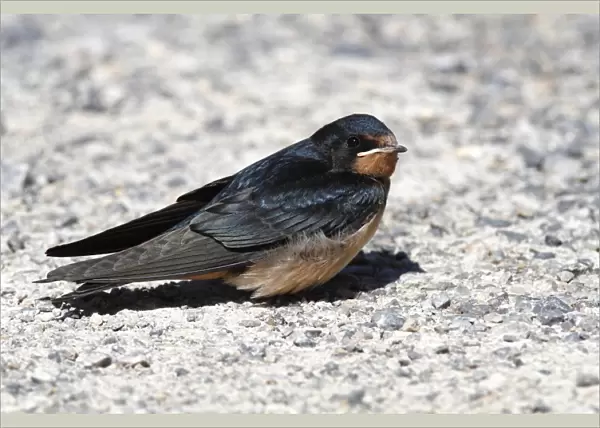 Barn Swallow -Hirundo rustica-, fledged young sitting on ground, Illmitz, Lake Neusiedl, Burgenland, Austria, Europe