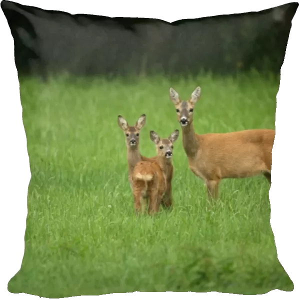 Roe deer -Capreolus capreolus-, doe with two six-week-old fawns, Allgaeu, Bavaria, Germany, Europe