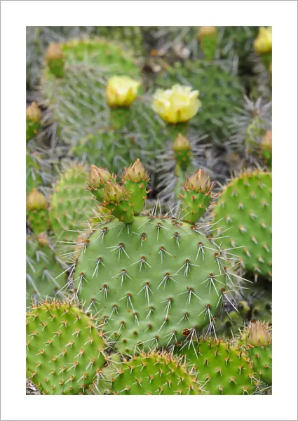 Indian fig opuntia, Barbary fig -Opuntia ficus-indica-