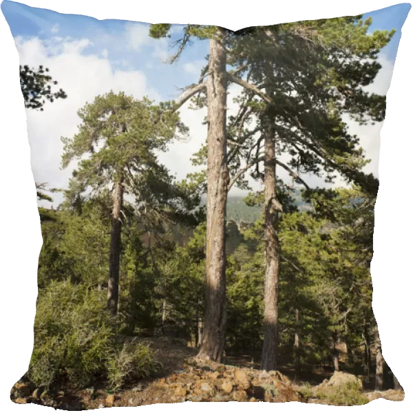 Mountain forest, European Black Pines or Taurian Pines -Pinus nigra ssp. Pallasiana-, Artemis hiking trail, Mount Olympos, Troodos-Gebirge, Republik Zypern, Cyprus