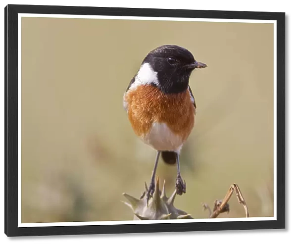 Stonechat -Saxicola rubicola- at Addo Elephant Park, South Africa