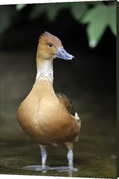Fulvous Whistling Duck -Dendrocygna bicolor-, Stuttgart, Baden-Wurttemberg, Germany