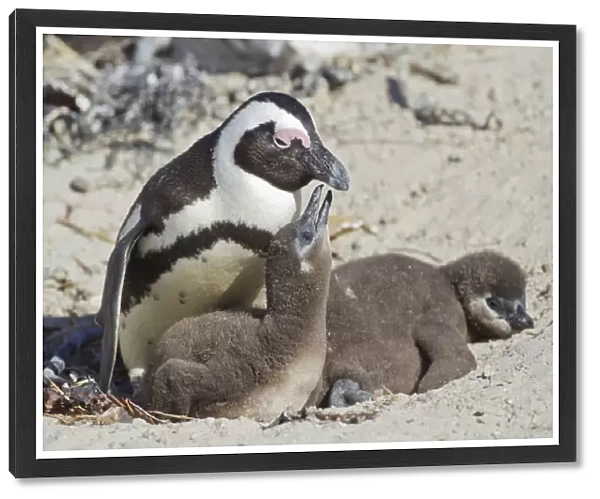 African penguin or Black-footed penguin -Spheniscus demersus- with chicks, at the Boulders Colony, Cape Town, South Africa
