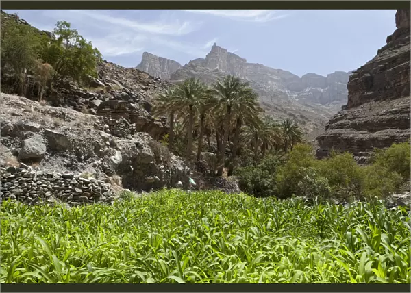 Oasis with date palms and green fields, canyon of Jebel Shams, Hadschar-Gebirge, Al Hajir, Oman