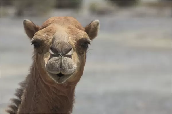 Dromedary -Camelus dromedarius-, living in the wild, portrait, Quirat, Masqat, Oman