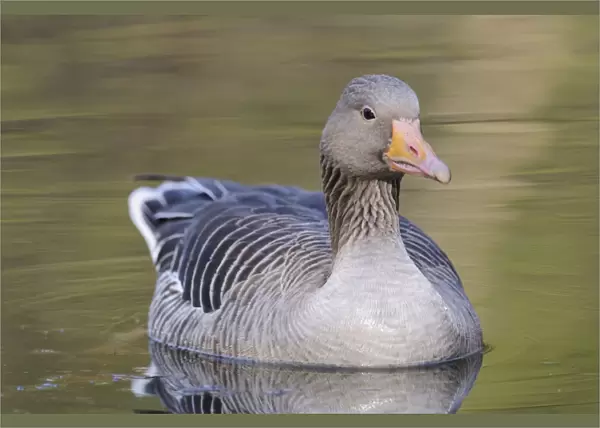 Greylag Goose -Anser anser- floating in a lake, Hamburg, Germany