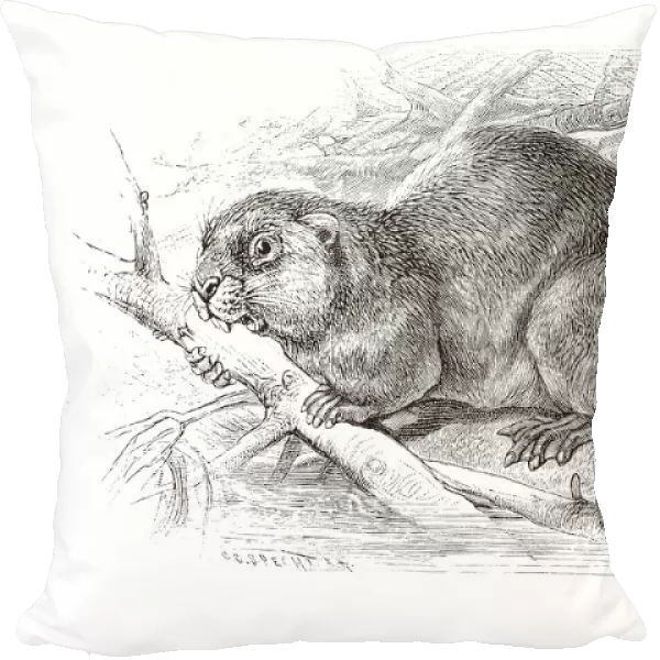 Copper engraving, beaver