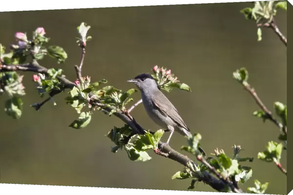 Blackcap (Sylvia atricapilla), male in an apple tree, Germany, Europe