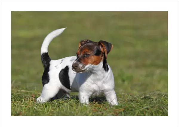 Young Jack Russell Terrier dog (Canis lupus familiaris), male puppy, 12 weeks, domestic dog