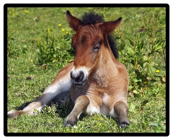 Young foal, Icelandic Horse, Icelandic Pony (Equus przewalskii f. caballus)